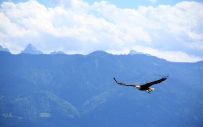 Soar Like an Eagle