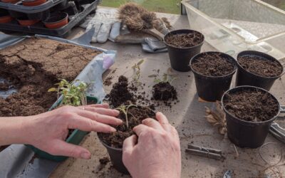 Sowing in God’s Vineyard